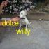CUCCIOLO WILLY INCROCIO LABRADOR IN REGALO