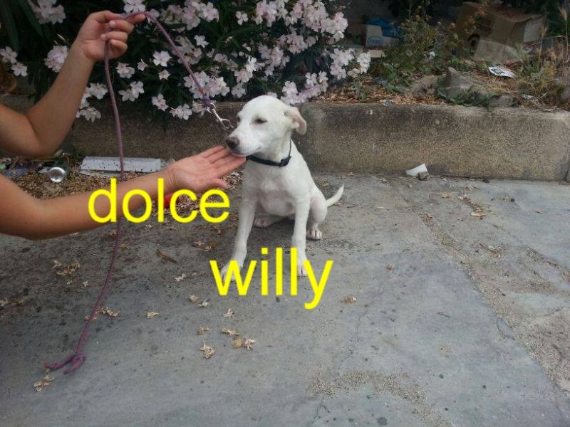 CUCCIOLO WILLY INCROCIO LABRADOR IN REGALO
