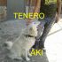 CUCCIOLO AKI INCRIOCIO BORDER COLLIE IN REGALO
