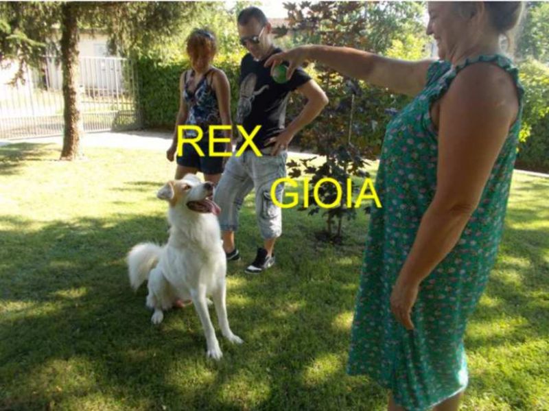 CAGNOLINO REX INCROCIO LABRADOR IN REGALO