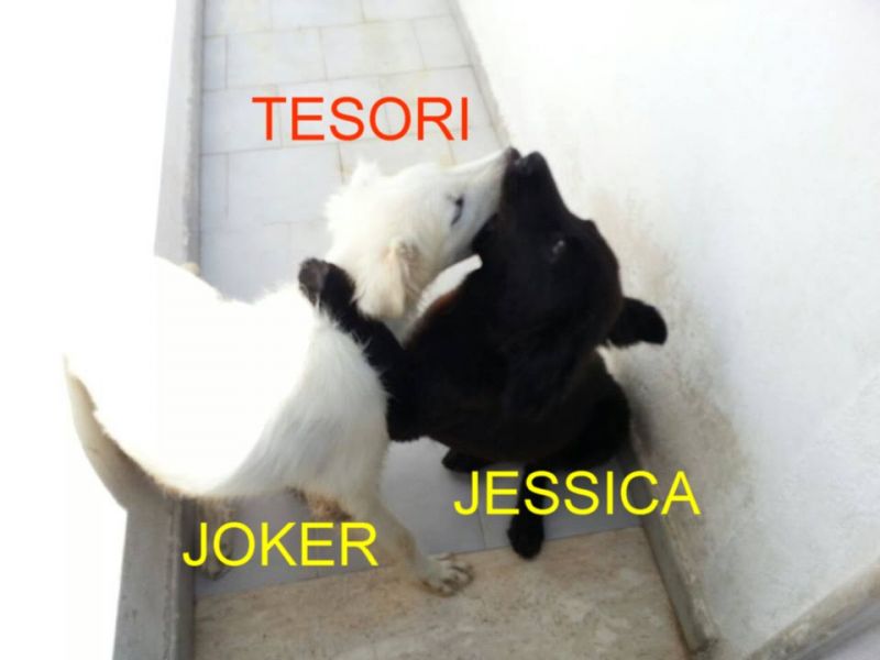 CUCCIOLI JOKER-JESSICA INCROCIO LABRADOR IN REGALO