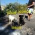 CUCCIOLI JOKER-JESSICA INCROCIO LABRADOR IN REGALO