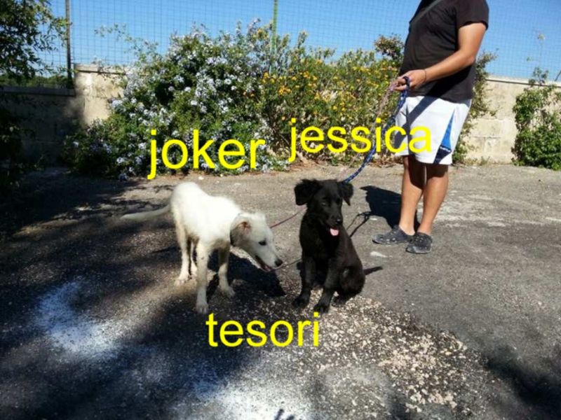 CUCCIOLI JOKER-JESSICA INCROCIO LABRADOR IN REGALO