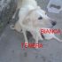 CAGNOLINA BIANCA INCROCIO LABRADOR IN REGALO
