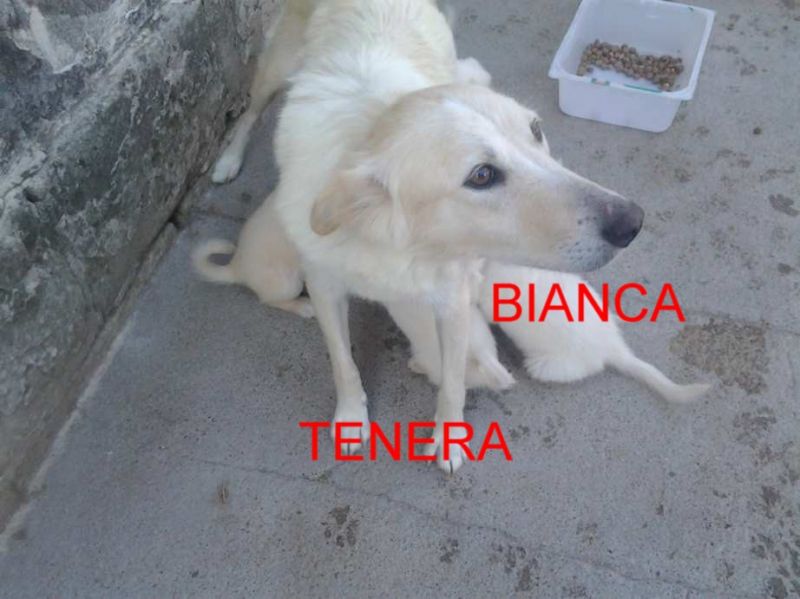 CAGNOLINA BIANCA INCROCIO LABRADOR IN REGALO