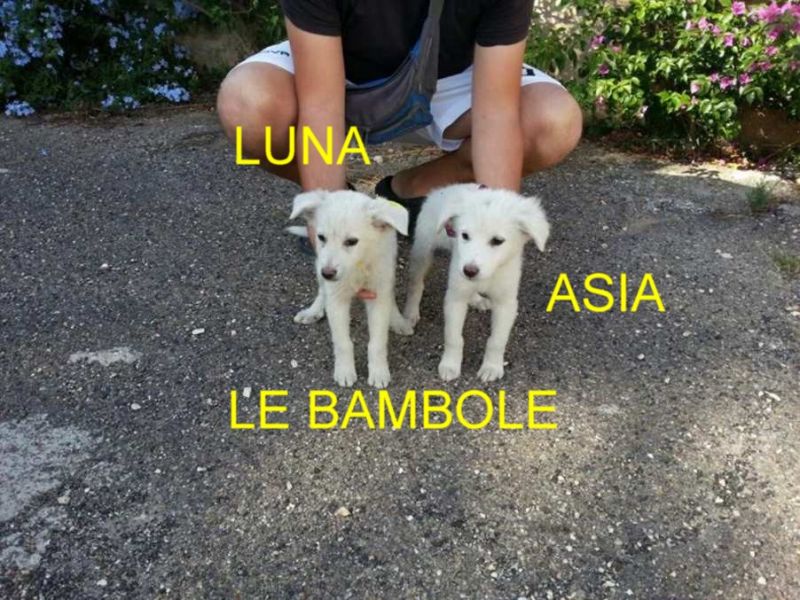 CUCCIOLEASIA E LUNA INCROCIO LABRADOR GOLDEN RETRIEVER IN REGALO