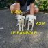 CUCCIOLE ASIA E LUNA INCROCIO VOLPINO IN REGALO