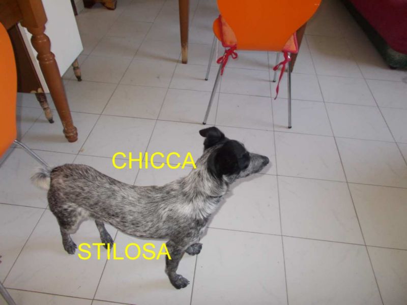 CUCCIOLA CHICCA INCROCIO JACK RUSSELL IN REGALO