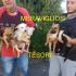 5 CUCCIOLI INCROCIO VOLPINO IN REGALO