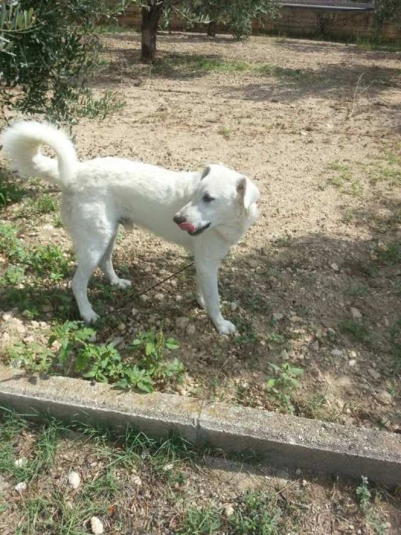 CUCCIOLO FIOCCO INCROCIO LABRADOR IN REGALO