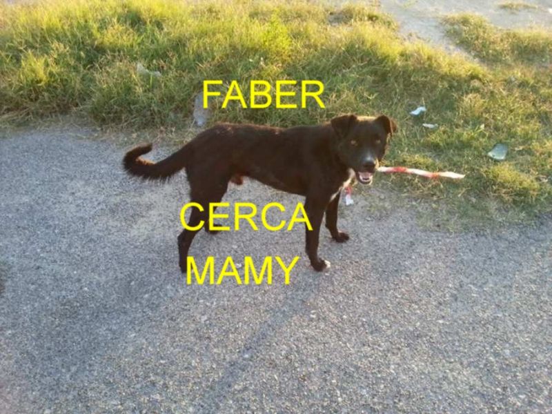 CUCCIOLO FABER INCROCIO LABRADOR IN REGALO