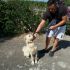 CUCCIOLO  TRUDY INCROCIO LABRADOR GOLDEN RETRIEVER IN REGALO