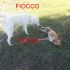 CUCCIOLO FIOCCO INCROCIO LABRADOR IN REGALO