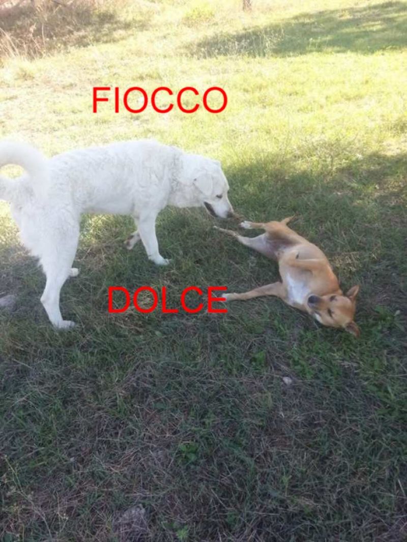 CUCCIOLO FIOCCO INCROCIO LABRADOR IN REGALO