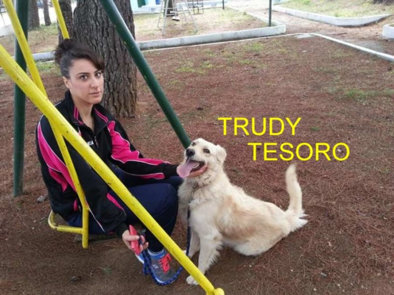 CUCCIOLO TRUDY INCROCIO GOLDEN RETRIEVER IN REGALO