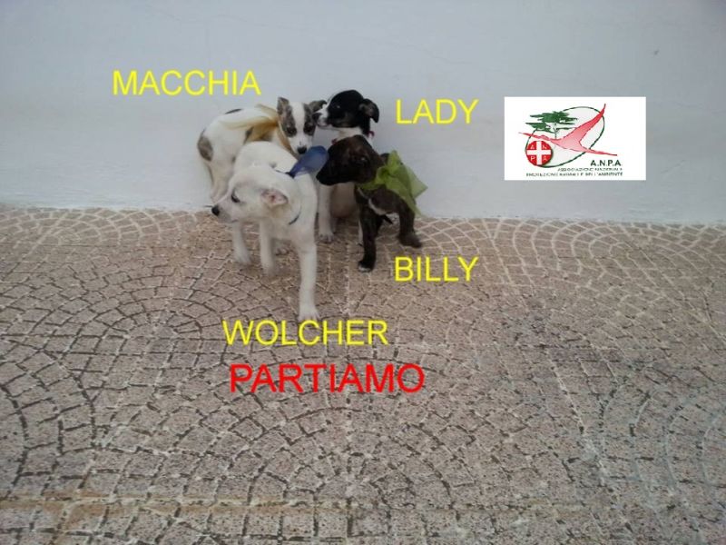 8 CUCCIOLI INCROCIO LABRADOR IN REGALO