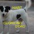CAGNOLINO HART INCROCIO LABRADOR-POINTER IN REGALO