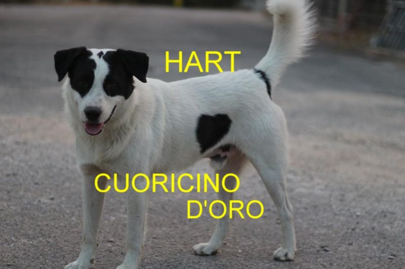 CAGNOLINO HART INCROCIO LABRADOR-POINTER IN REGALO