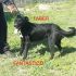 CAGNOLINO FABER INCROCIO LABRADOR IN REGALO
