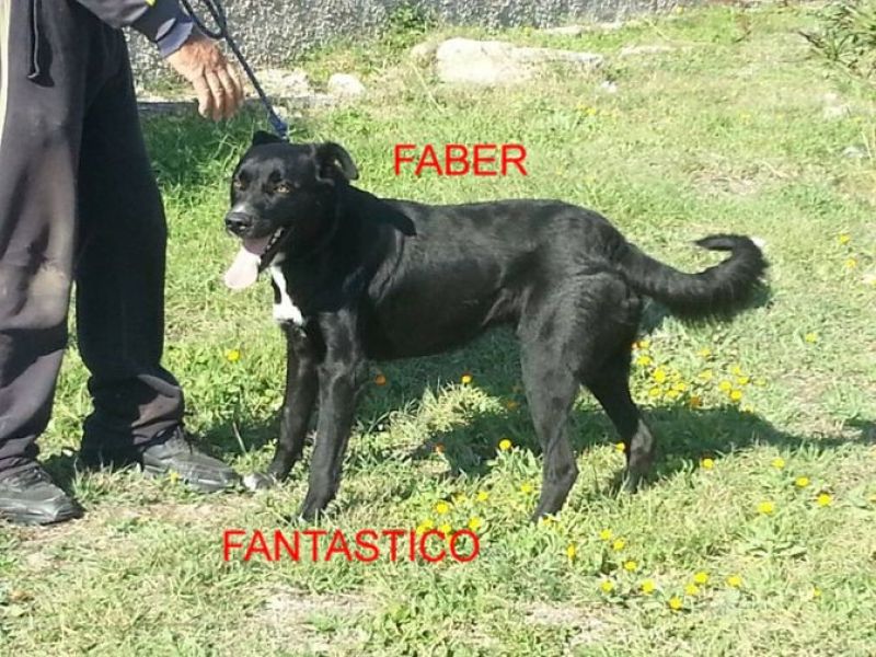 CAGNOLINO FABER INCROCIO LABRADOR IN REGALO