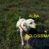 CAGNOLINA ALBA INCROCIO LABRADOR-GOLDEN RETRIVER IN REGALO