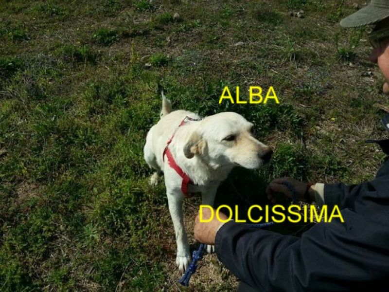 CAGNOLINA ALBA INCROCIO LABRADOR-GOLDEN RETRIVER IN REGALO