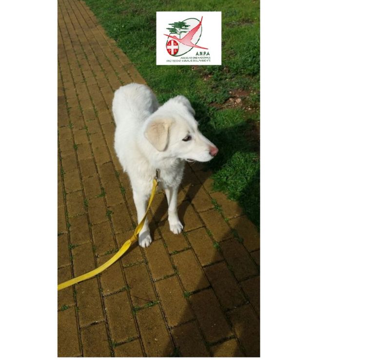 CAGNOLINA KIRA INCROCIO GOLDEN RETRIEVER IN REGALO