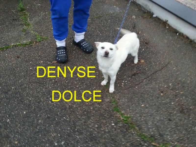 CUCCIOLA DENYSE INCROCIO VILPINO IN REGALO