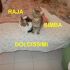 2 GATTINI SIMBA E RAJA INCROCIO RAZZA EUROPEA IN REGALO