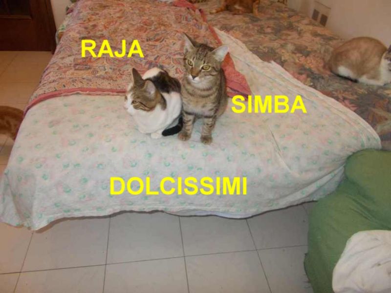2 GATTINI SIMBA E RAJA INCROCIO RAZZA EUROPEA IN REGALO