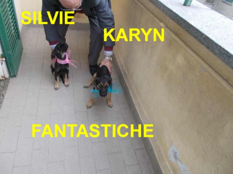 SILVIE-KARYN INCROCIO LABRADOR / P. TEDESCO IN REGALO