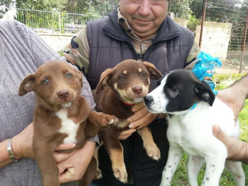 CONNYE-LOLA'-SHAKYRA INCROCIO LABRADOR. G. RETRIEVER IN REGALO