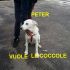 CAGNOLINO PETER INCROCIO  GOLDEN RETRIEVER IN REGALO