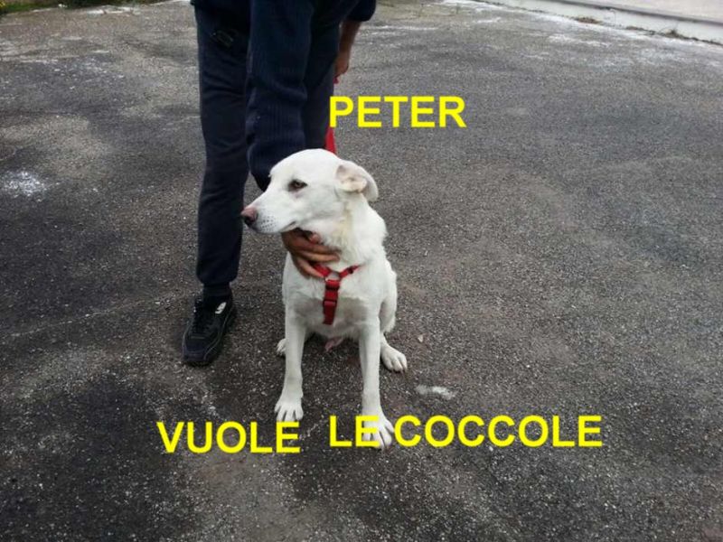 CAGNOLINO PETER INCROCIO  GOLDEN RETRIEVER IN REGALO