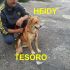 CAGNOLINA HEIDY INCROCIO GOLDEN RETRIEVER  IN REGALO