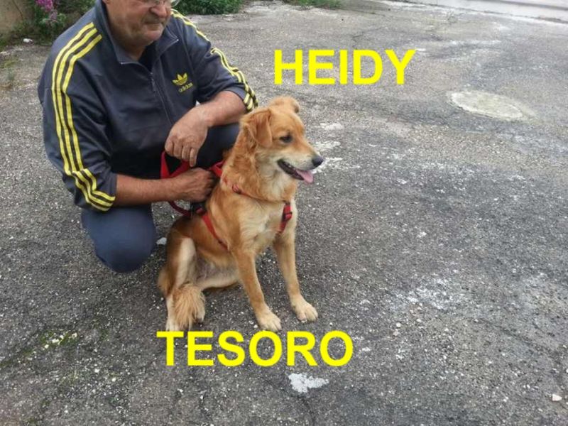 CAGNOLINA HEIDY INCROCIO GOLDEN RETRIEVER  IN REGALO
