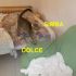 GATTINO SIMBA INCROCIO RAZZA EUROPEA IN REGALO