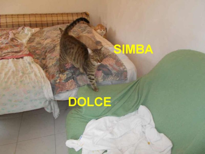 GATTINO SIMBA INCROCIO RAZZA EUROPEA IN REGALO