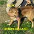 CAGNOLIMO FLUK INCROCIO  BORDER COLLIE IN REGALO 