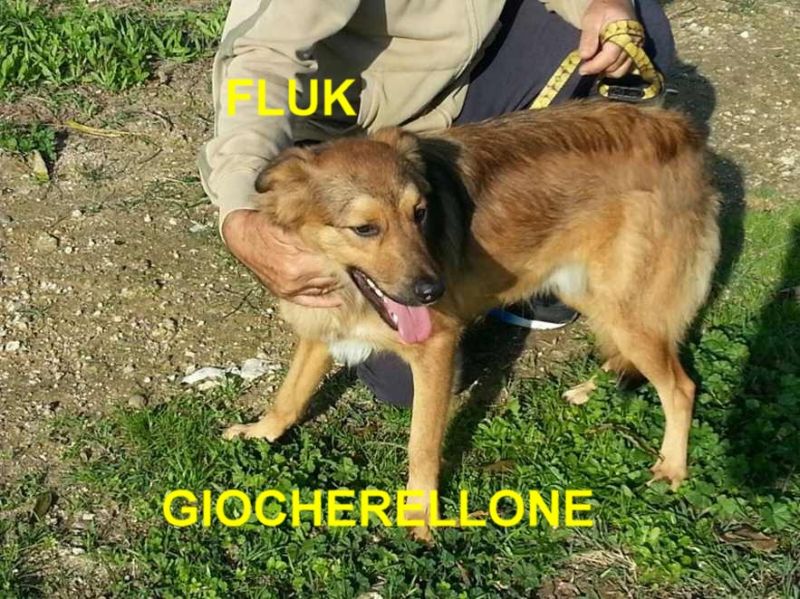 CAGNOLIMO FLUK INCROCIO  BORDER COLLIE IN REGALO 