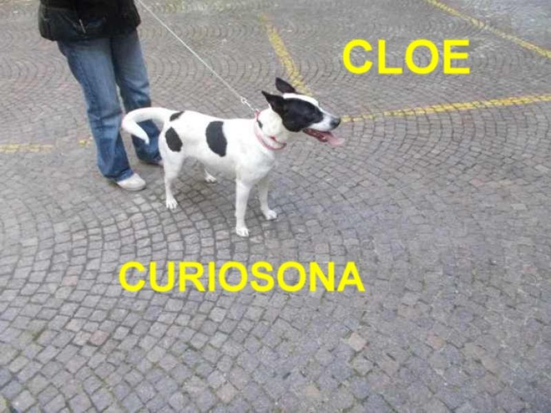 CAGNOLINA CLOE INCROCIO DALMATA IN REGALO