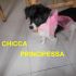CAGNOLINA CHICCA INCROCIO VOLPINO IN REGALO