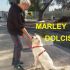 CAGNOLINO MARLEY INCROCIO GOLDEN RETRIEVER IN REGALO
