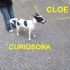 CLOE INCROCIO FOX TERRIER/JACK RUSSELL IN REGALO