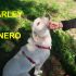 CAGNOLINO MARLEY INCROCIO GOLDEN RETRIEVER IN REGALO