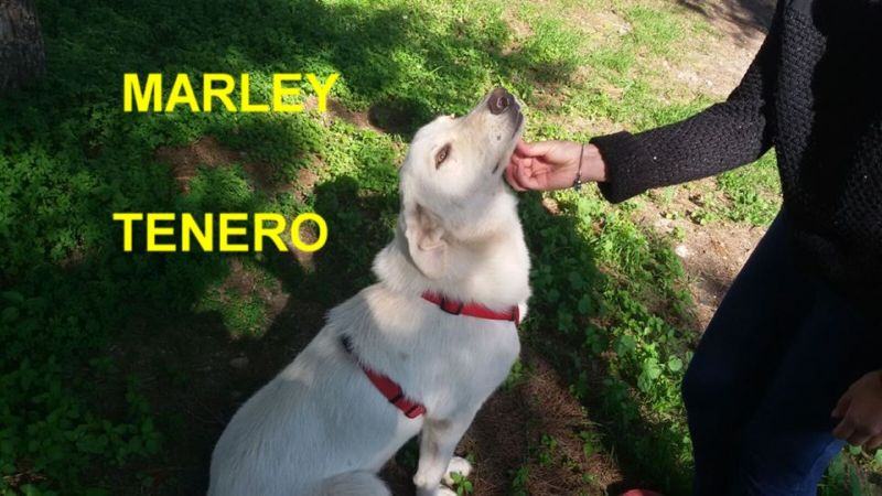 CAGNOLINO MARLEY INCROCIO GOLDEN RETRIEVER IN REGALO