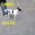 CUCCIOLA CINDY  INCROCIOJACK RUSSELL IN REGALO