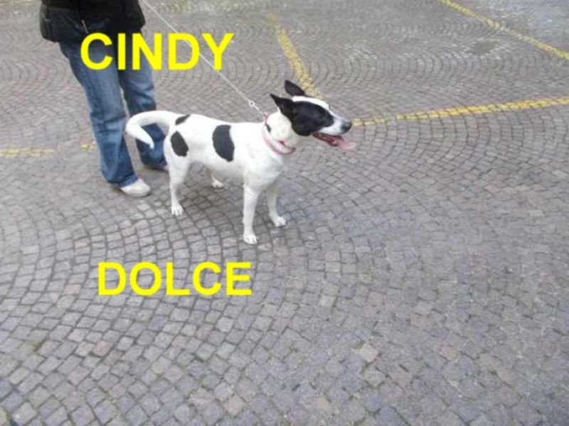 CUCCIOLA CINDY  INCROCIOJACK RUSSELL IN REGALO