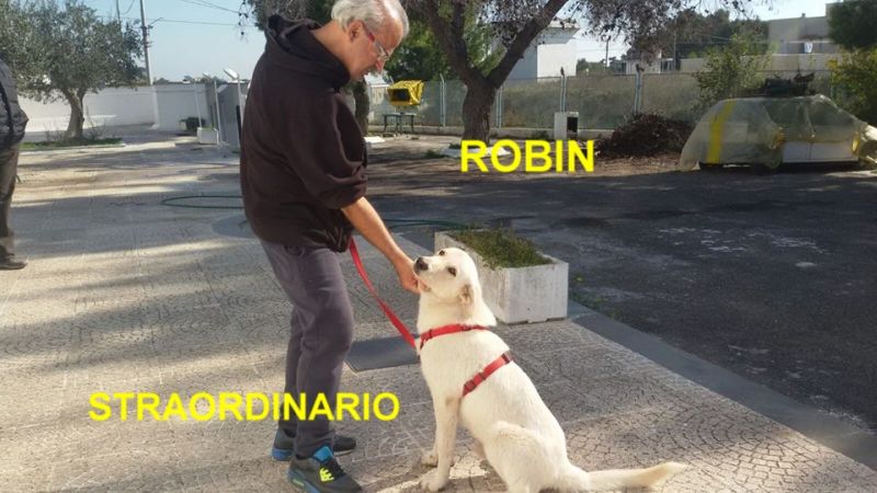CAGNOLINO ROBIN INCROCIO GOLDEN RETRIEVER IN REGALO