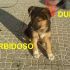 CUCCIOLO DUKE INCROCIO PASTORE TEDESCO  IN REGALO